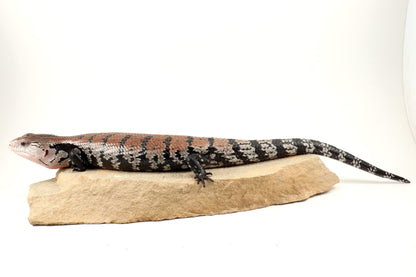 Indonesian Blue Tongue Skink