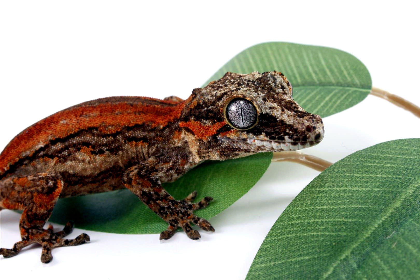Red Striped Gargoyle Gecko All Reptiles