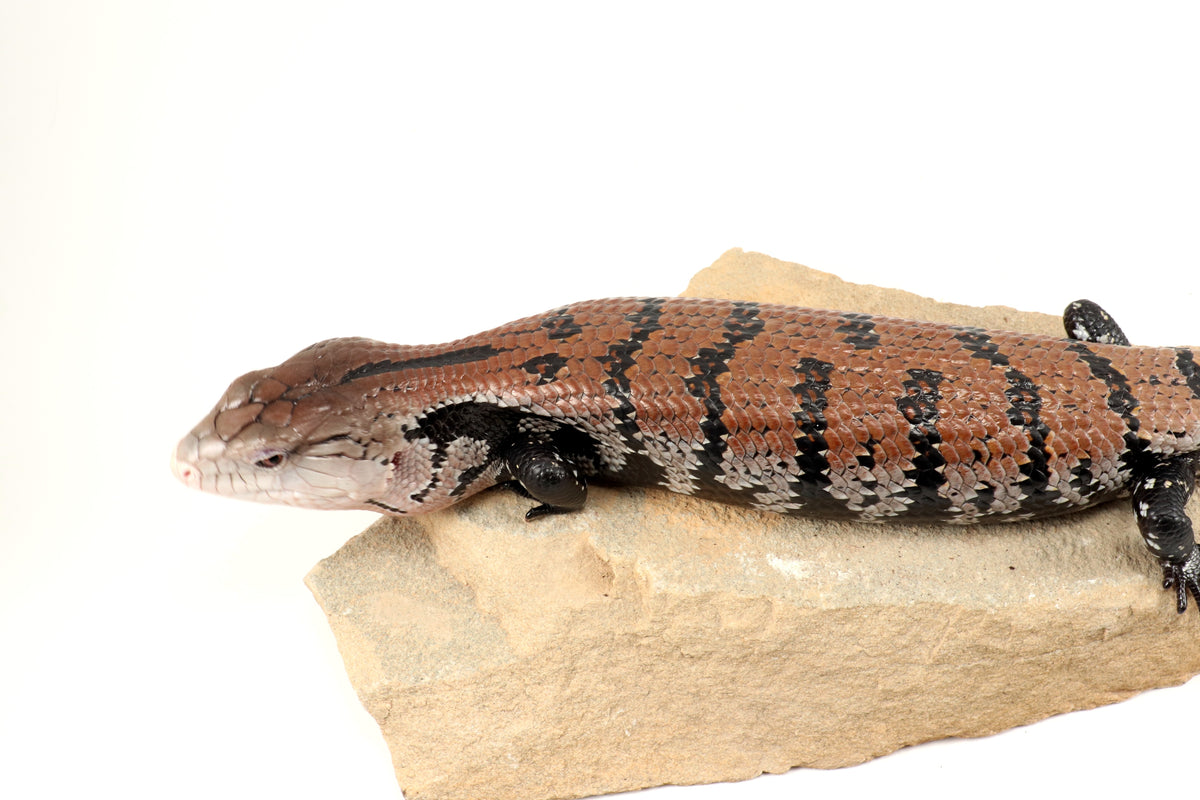 Indonesian Blue Tongue Skink