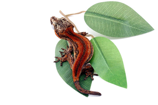 Red Striped Gargoyle Gecko