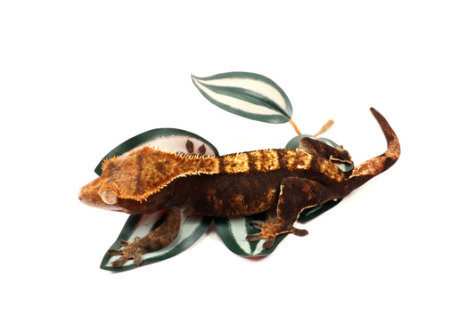 Chocolate Harlequin Crested Gecko