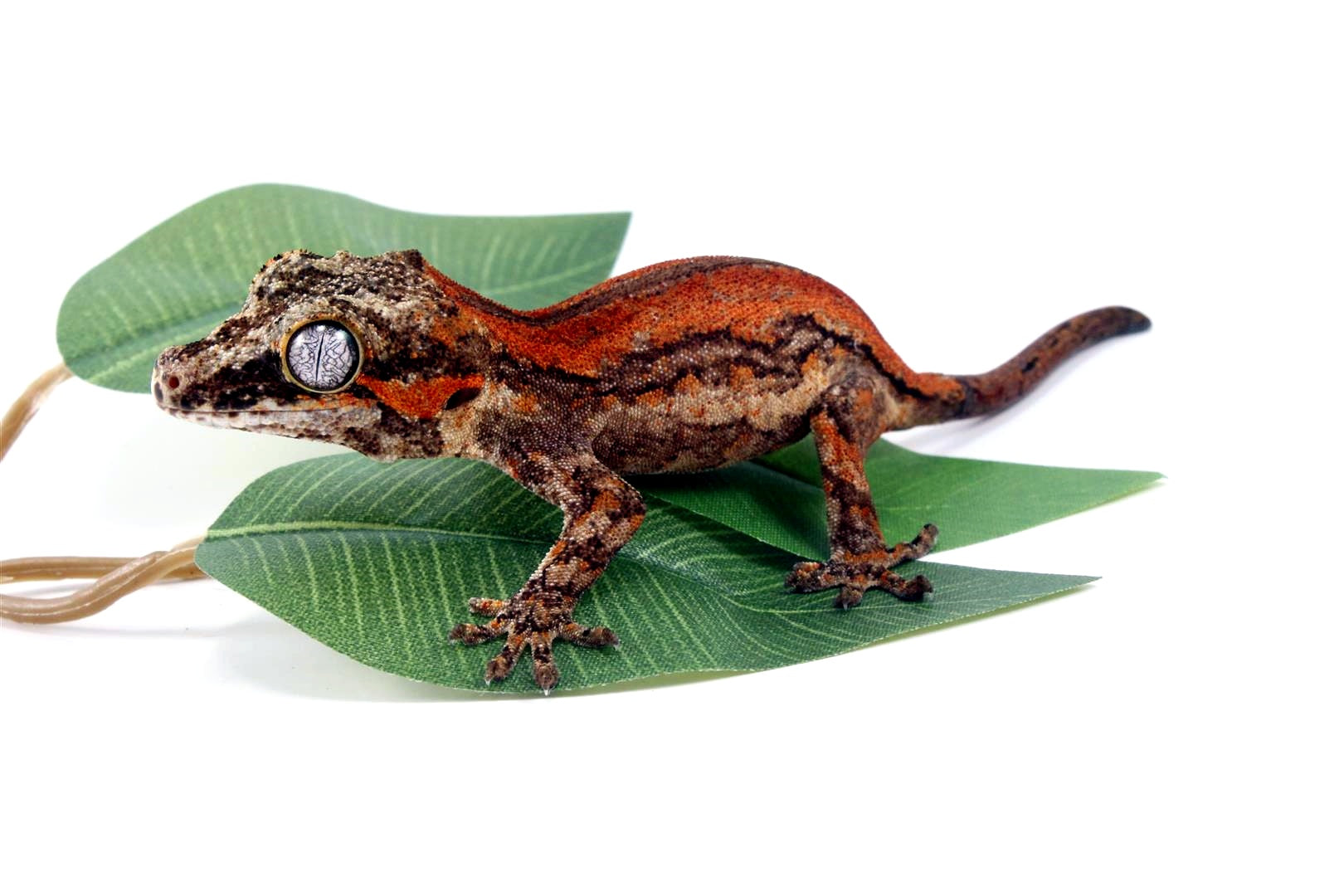 Red Striped Gargoyle Gecko All Reptiles