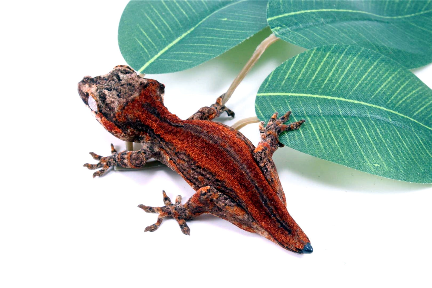 Red Striped Gargoyle Gecko - Tail Regrowing