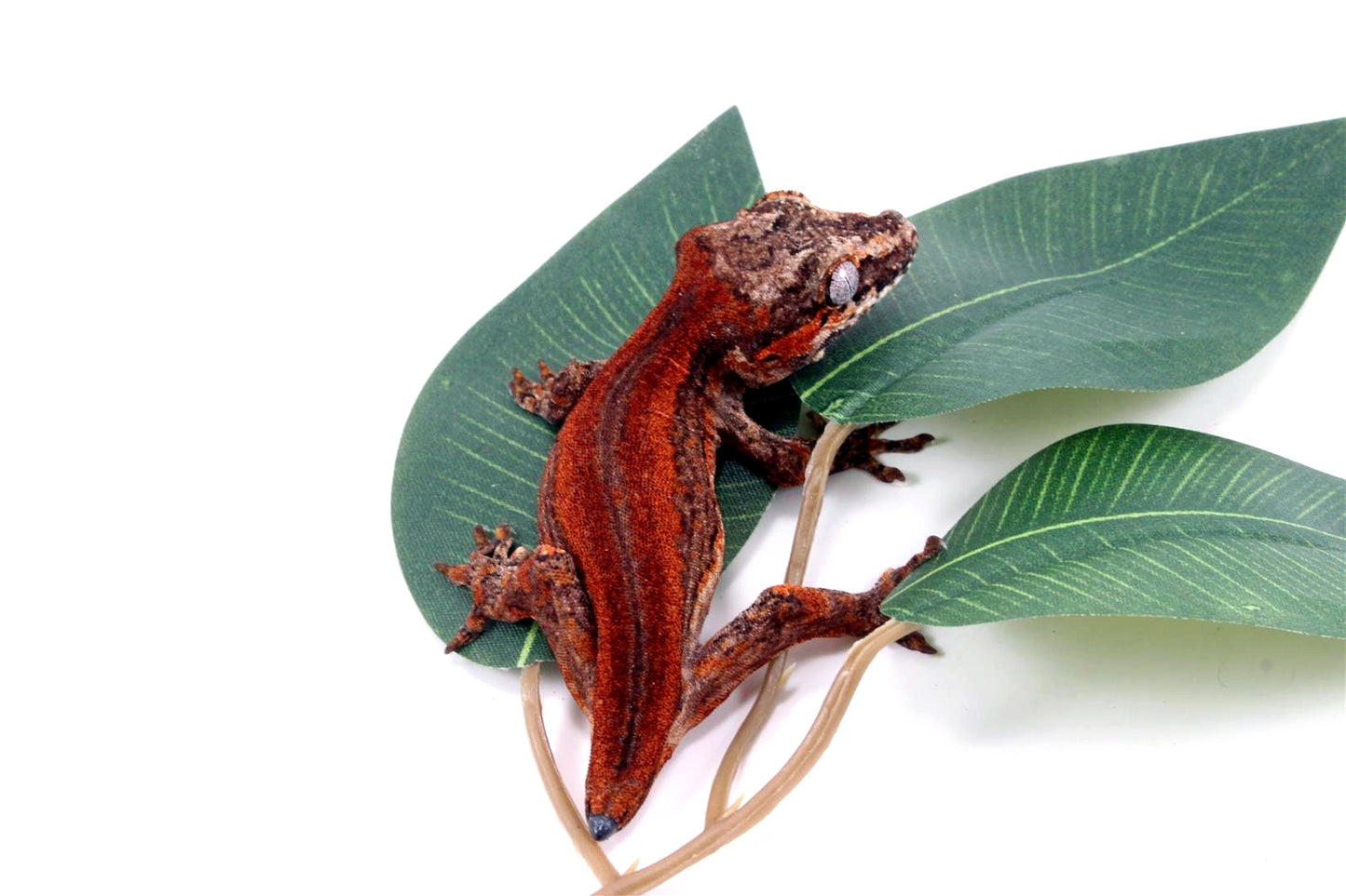 Red Striped Gargoyle Gecko - Tail Regrowing
