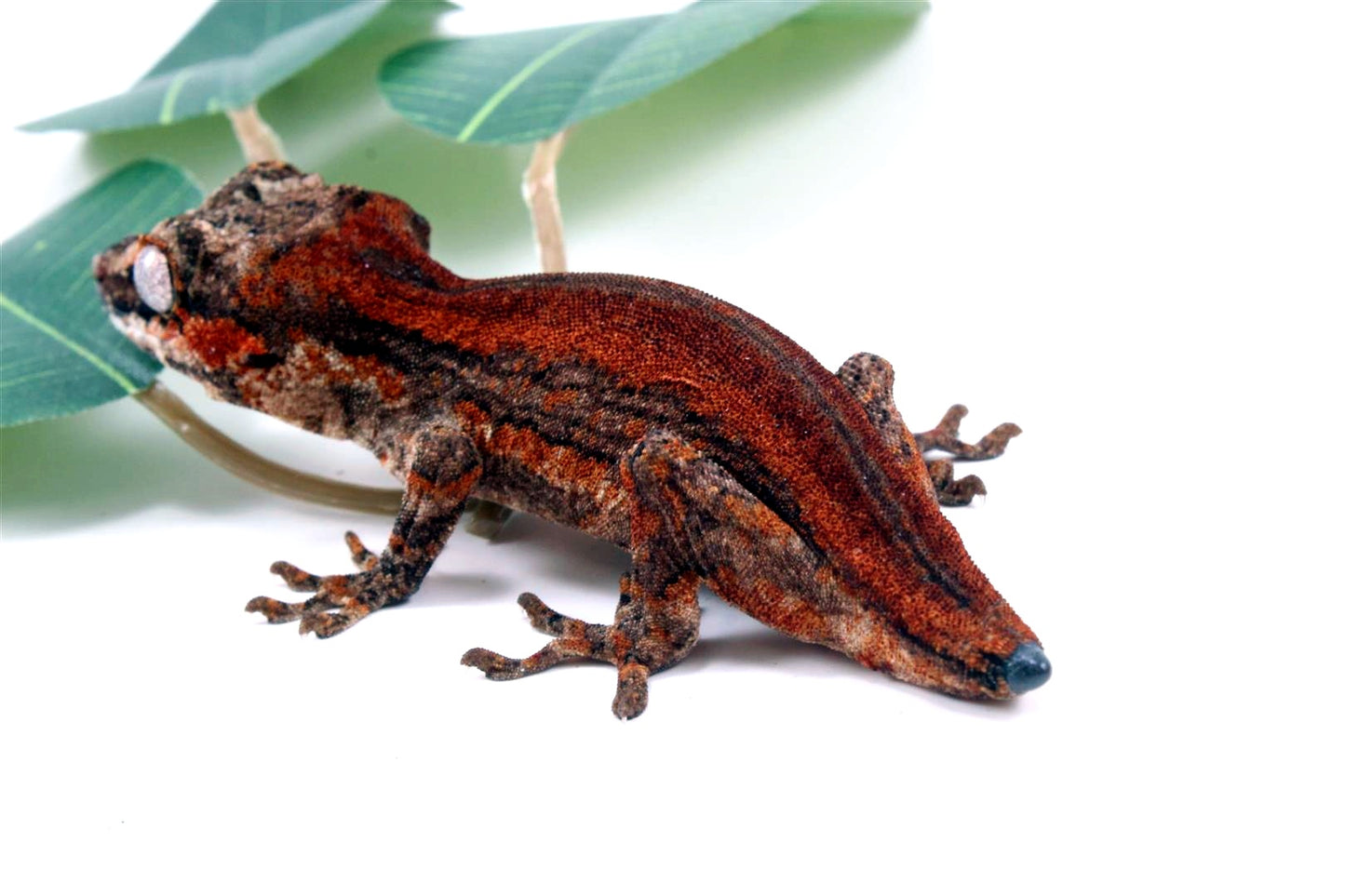 Red Striped Gargoyle Gecko - Tail Regrowing