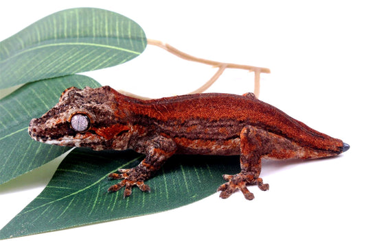 Red Striped Gargoyle Gecko - Tail Regrowing
