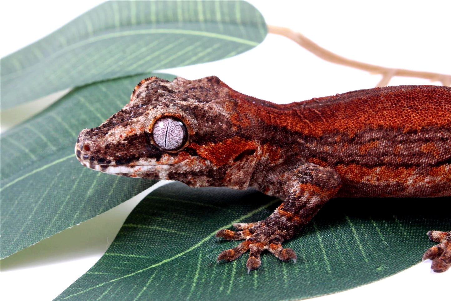 Red Striped Gargoyle Gecko - Tail Regrowing