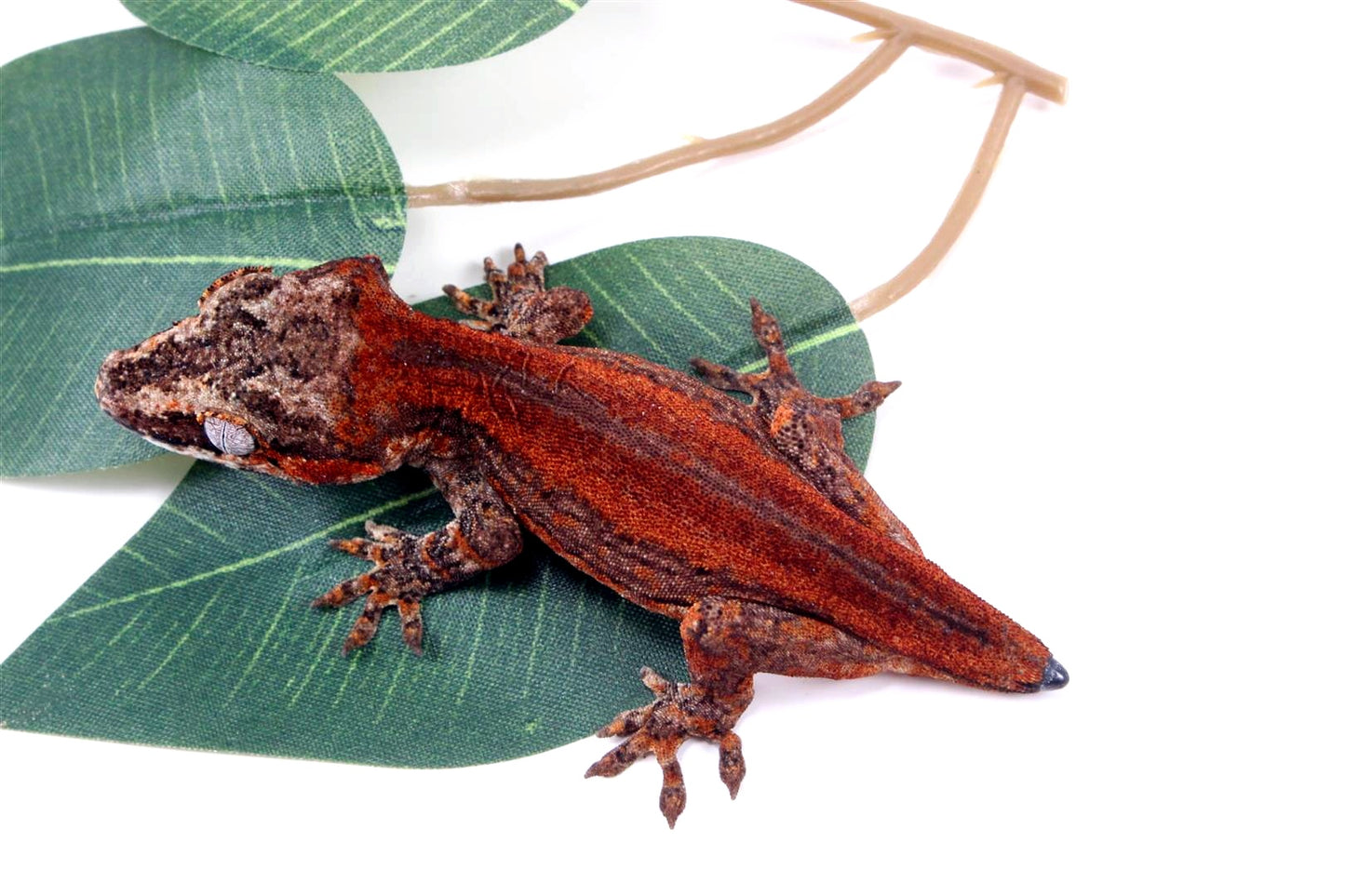 Red Striped Gargoyle Gecko - Tail Regrowing