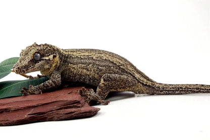 Striped Gargoyle Gecko All Reptiles