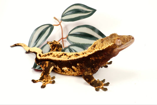 Chocolate Harlequin Crested Gecko