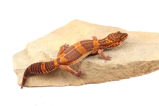 Tremper Albino Tangerine Leopard Gecko