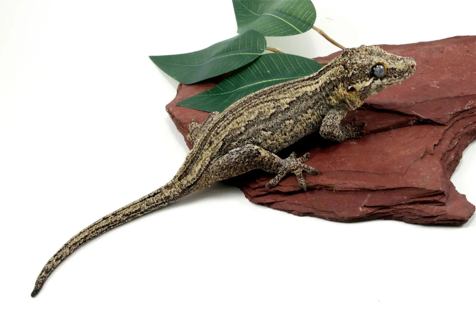 Striped Gargoyle Gecko All Reptiles