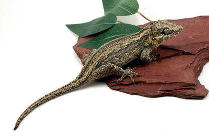 Striped Gargoyle Gecko All Reptiles