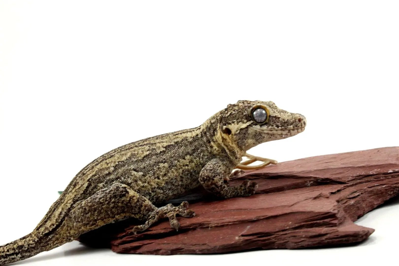 Striped Gargoyle Gecko All Reptiles