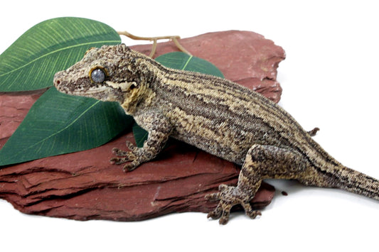 Striped Gargoyle Gecko