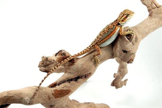Tiger Dunner Bearded Dragon