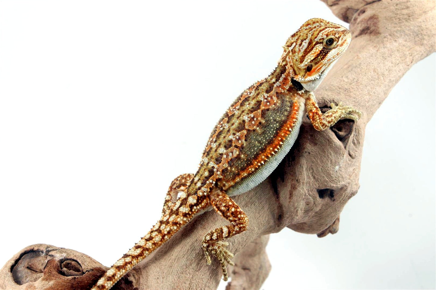 Tiger Dunner Bearded Dragon