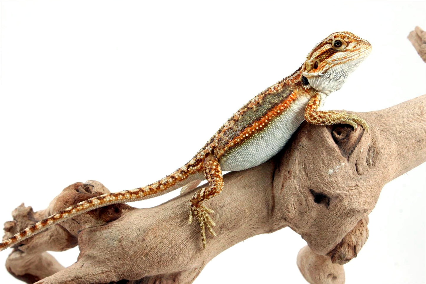 Tiger Dunner Bearded Dragon