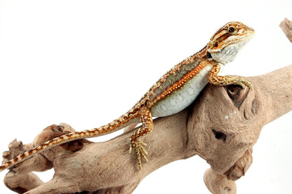 Tiger Dunner Bearded Dragon