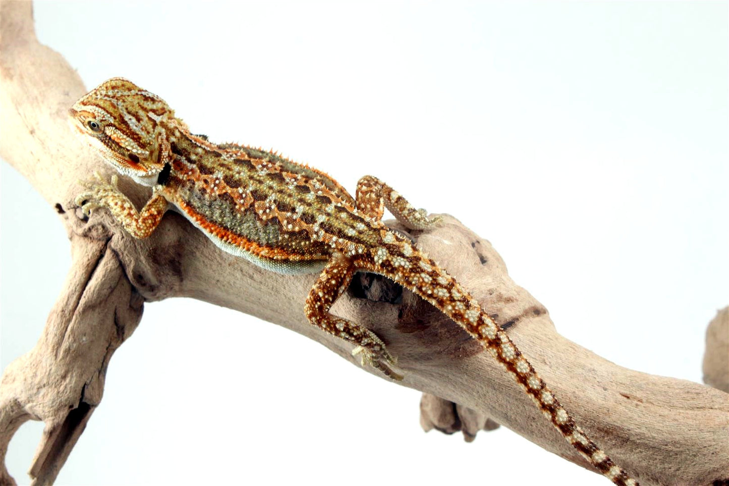 Tiger Dunner Bearded Dragon
