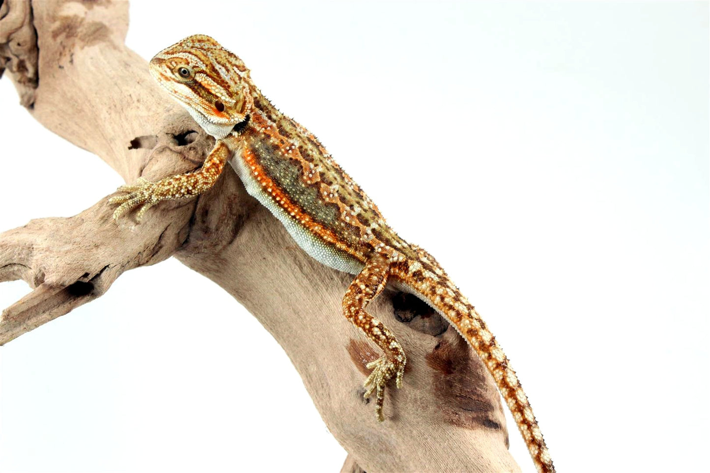 Tiger Dunner Bearded Dragon