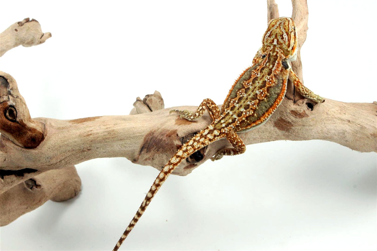 Tiger Dunner Bearded Dragon