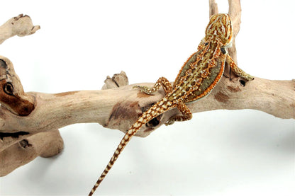 Tiger Dunner Bearded Dragon