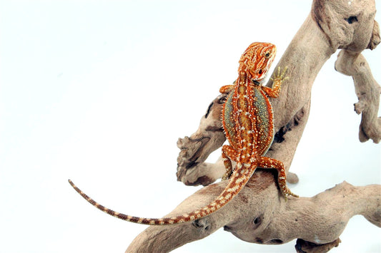 Orange Tiger Dunner Bearded Dragon