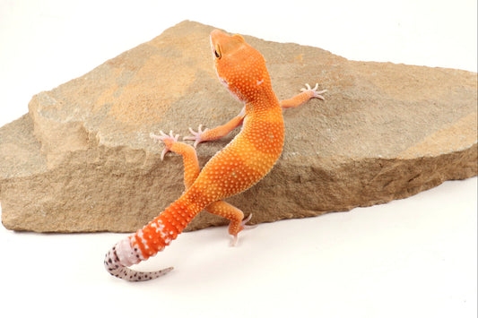 Tangerine Tornado Leopard Gecko