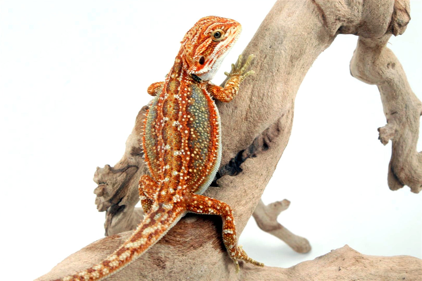 Orange Tiger Dunner Bearded Dragon