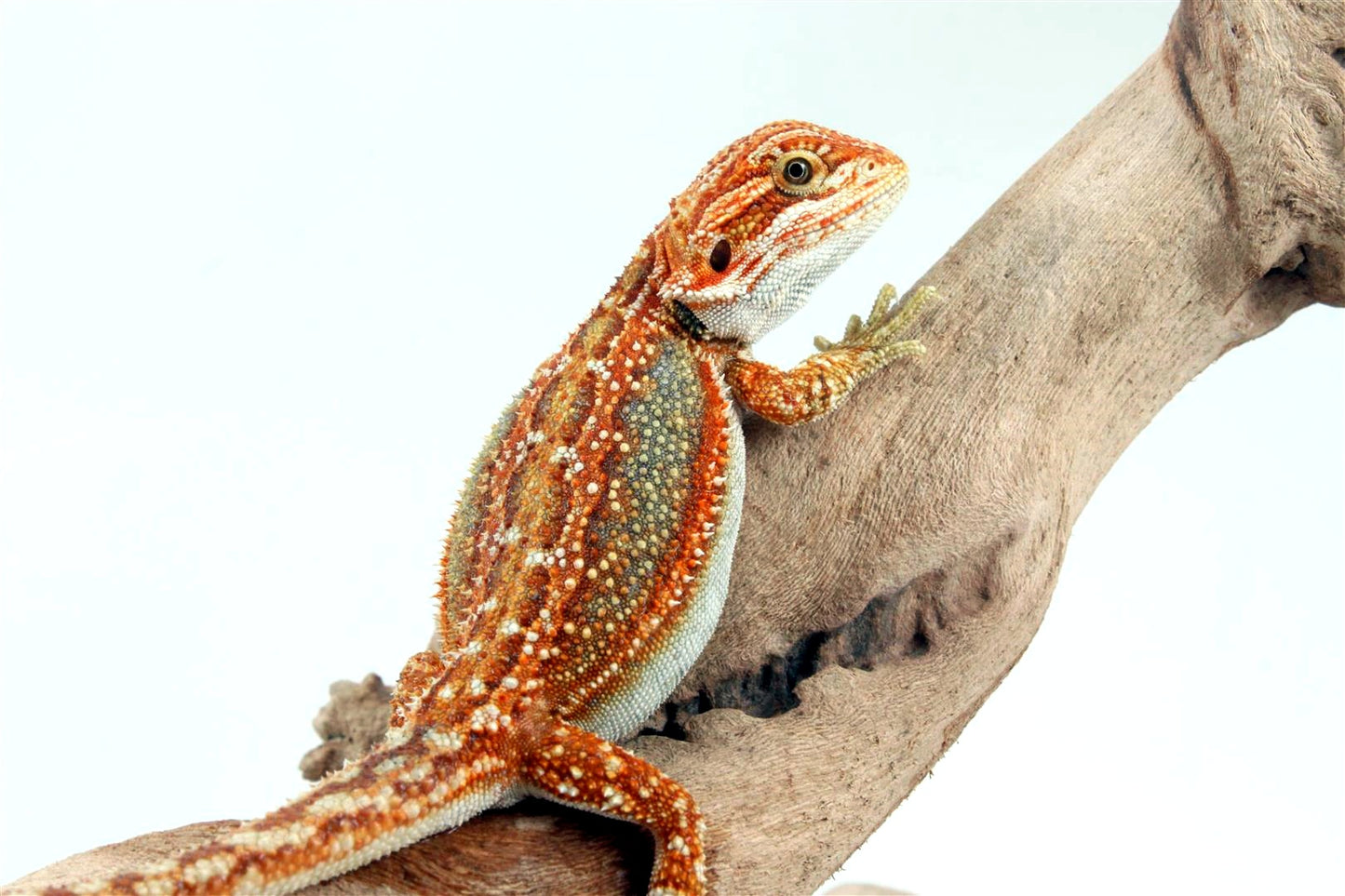Orange Tiger Dunner Bearded Dragon