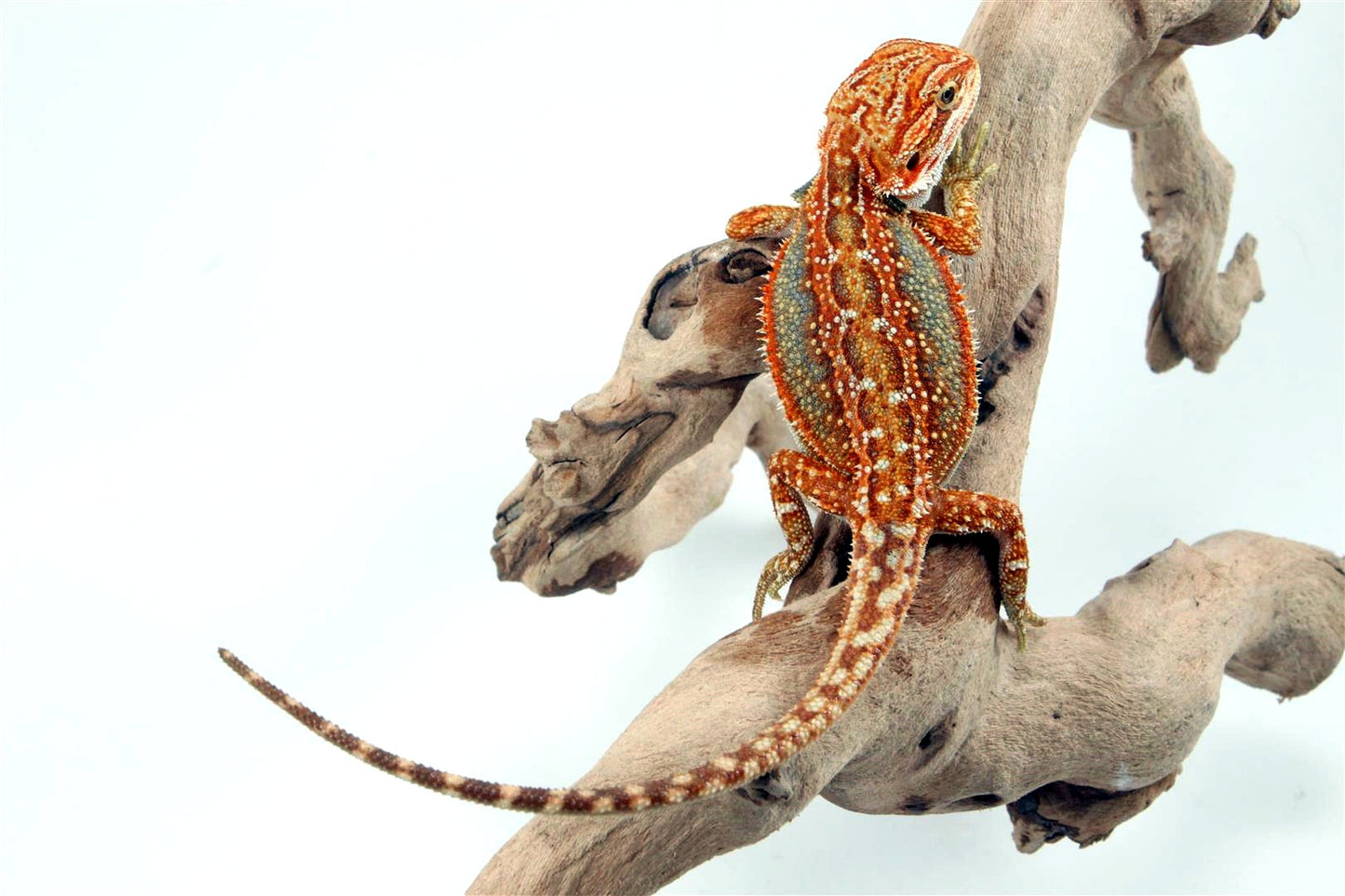 Orange Tiger Dunner Bearded Dragon