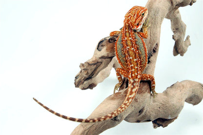 Orange Tiger Dunner Bearded Dragon