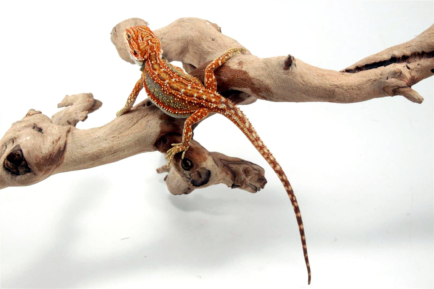 Orange Tiger Dunner Bearded Dragon