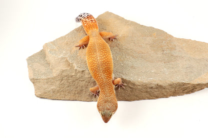 Tangerine Tornado Leopard Gecko