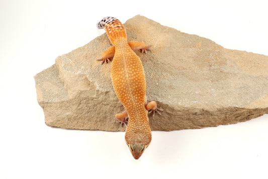 Tangerine Tornado Leopard Gecko