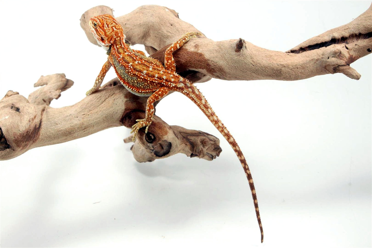 Orange Tiger Dunner Bearded Dragon