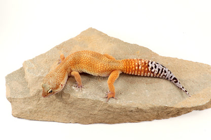 Tangerine Tornado Leopard Gecko
