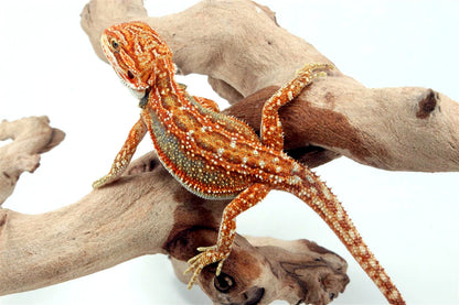 Orange Tiger Dunner Bearded Dragon