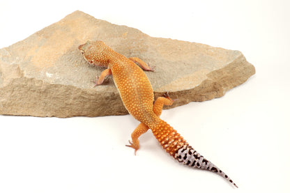 Tangerine Tornado Leopard Gecko