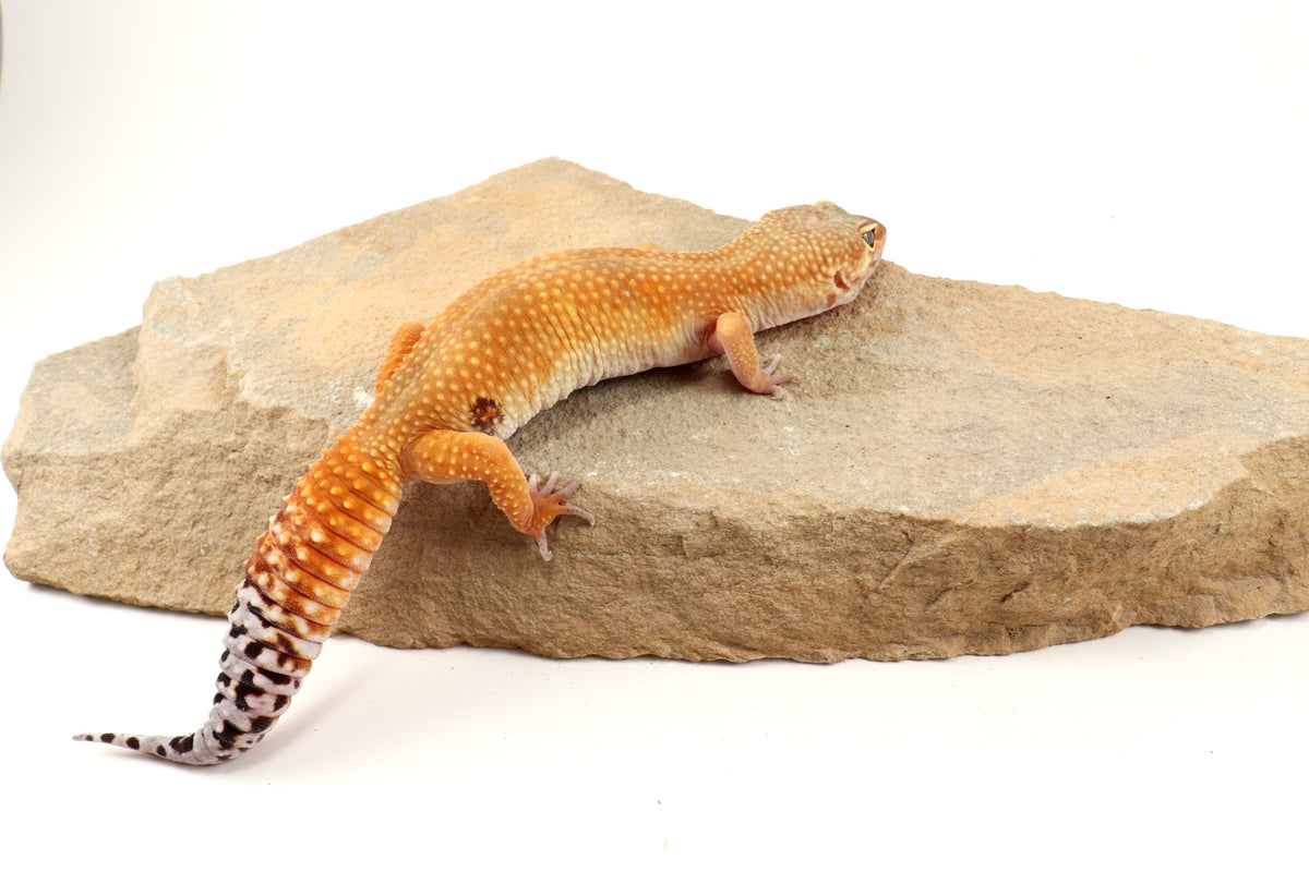 Tangerine Tornado Leopard Gecko