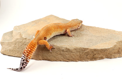 Tangerine Tornado Leopard Gecko