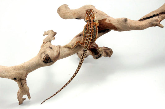 Dunner Bearded Dragon