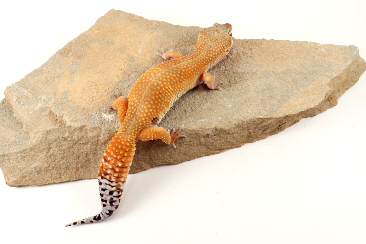 Tangerine Tornado Leopard Gecko