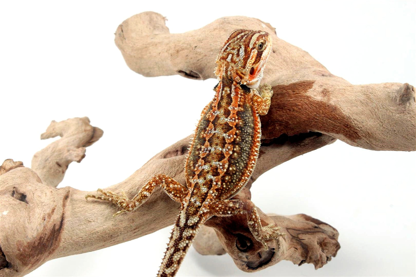 Dunner Bearded Dragon