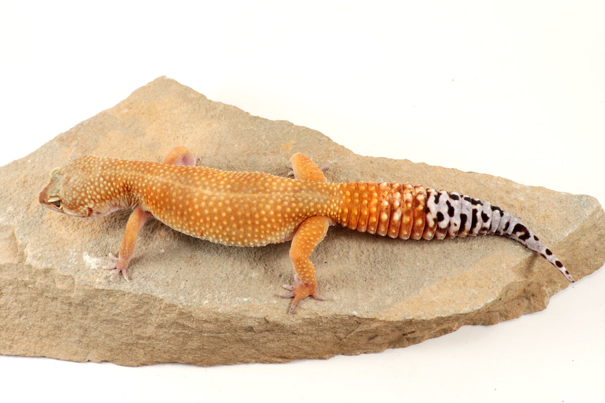 Tangerine Tornado Leopard Gecko
