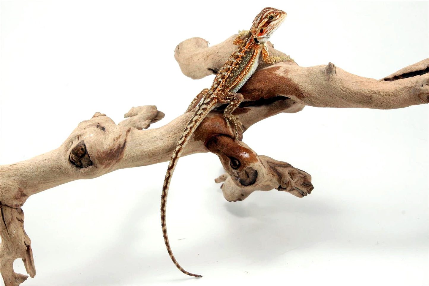 Dunner Bearded Dragon