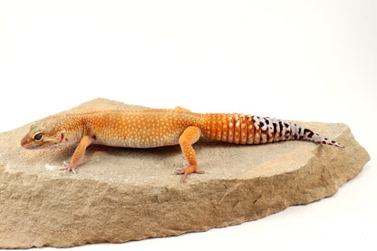 Tangerine Tornado Leopard Gecko