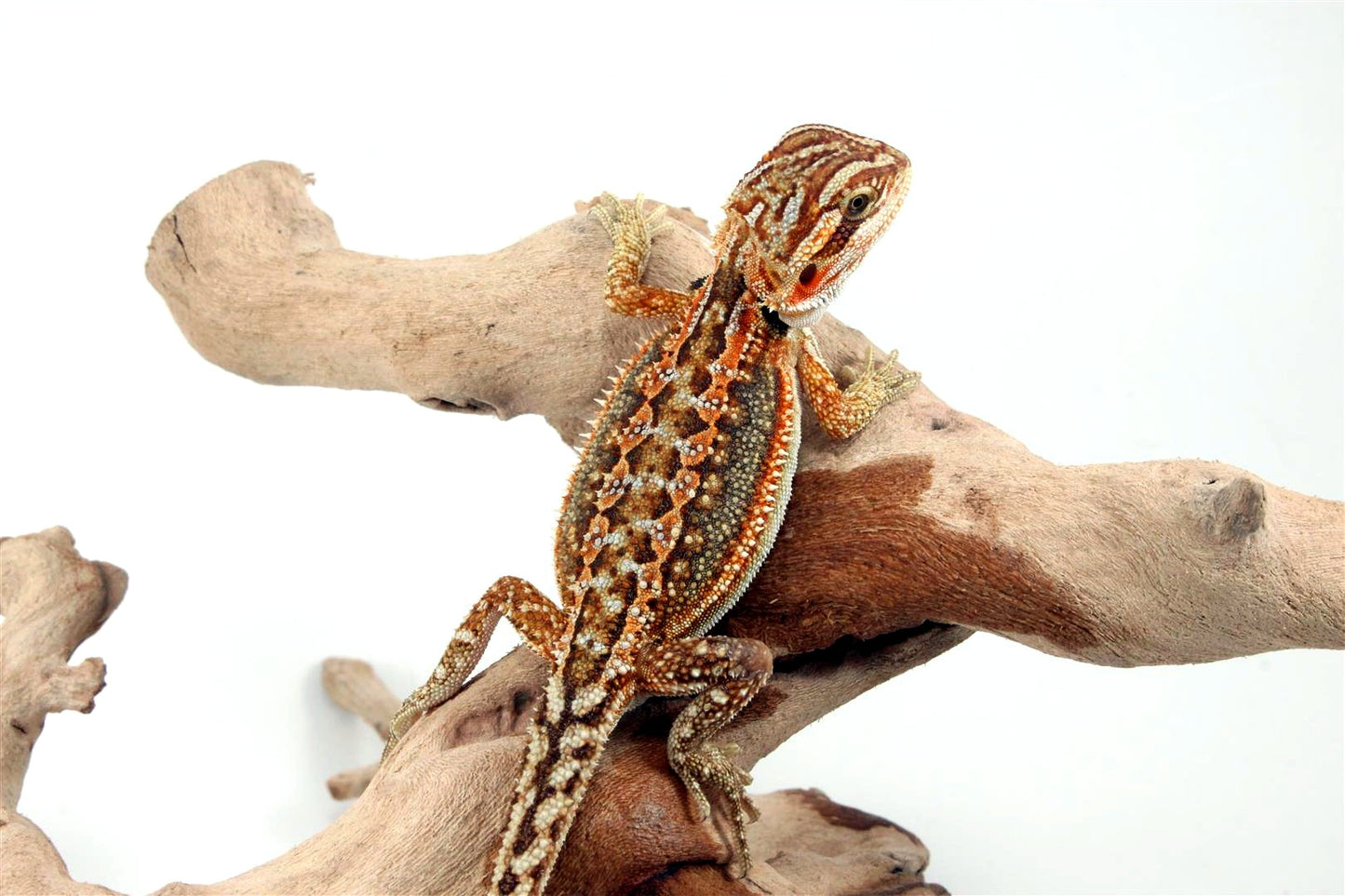 Dunner Bearded Dragon