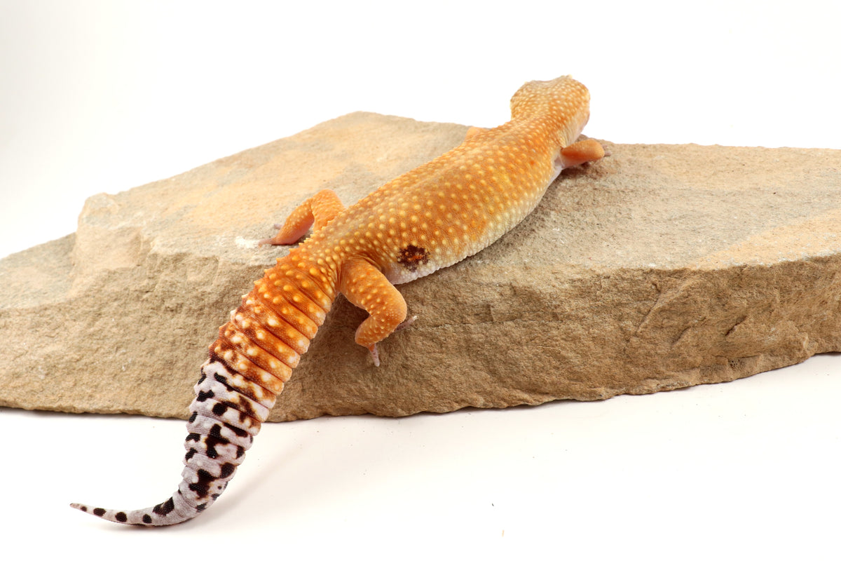 Tangerine Tornado Leopard Gecko